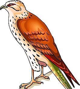各種鳥類 鳥 動(dòng)物 矢量素材 EPS格式_0861