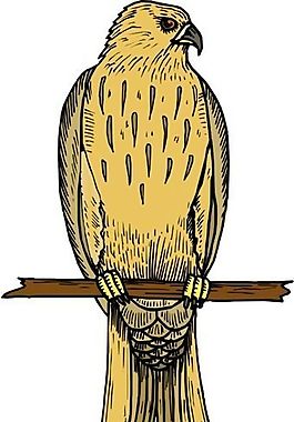 各種鳥類 鳥 動(dòng)物 矢量素材 EPS格式_0850