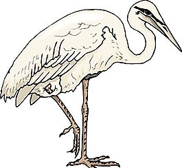 各種鳥類 鳥 動物 矢量素材 EPS格式_0842