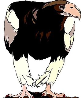 各種鳥類 鳥 動(dòng)物 矢量素材 EPS格式_0823