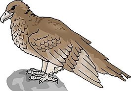 各種鳥類 鳥 動物 矢量素材 EPS格式_0818
