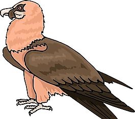 各種鳥(niǎo)類 鳥(niǎo) 動(dòng)物 矢量素材 EPS格式_0813