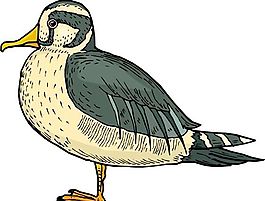各種鳥類 鳥 動(dòng)物 矢量素材 EPS格式_0693