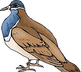 各種鳥類 鳥 動物 矢量素材 EPS格式_0615