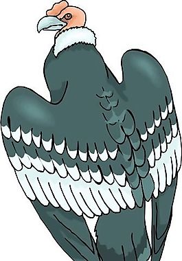 各種鳥類 鳥 動物 矢量素材 EPS格式_0544