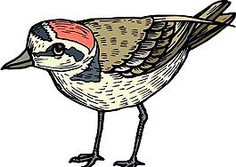 各種鳥類 鳥 動物 矢量素材 EPS格式_0523