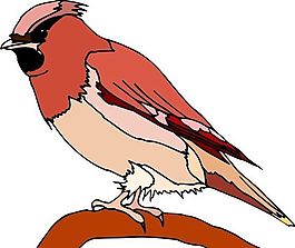 各種鳥類 鳥 動物 矢量素材 EPS格式_0510