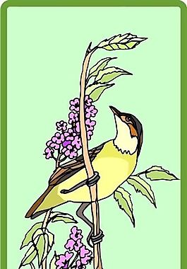 各種鳥類 鳥 動物 矢量素材 EPS格式_0491