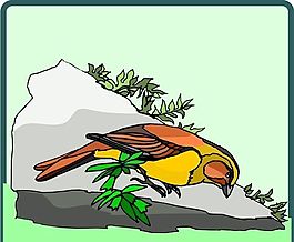 各種鳥(niǎo)類(lèi) 鳥(niǎo) 動(dòng)物 矢量素材 EPS格式_0485