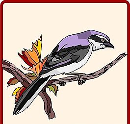 各種鳥類 鳥 動物 矢量素材 EPS格式_0481