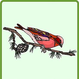 各種鳥類 鳥 動物 矢量素材 EPS格式_0459