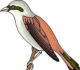 各種鳥類 鳥 動物 矢量素材 EPS格式_0443