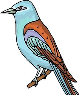 各種鳥類 鳥 動物 矢量素材 EPS格式_0439