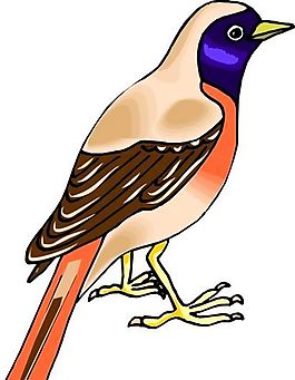 各種鳥類 鳥 動物 矢量素材 EPS格式_0407