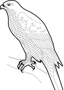 各種鳥類 鳥 動物 矢量素材 EPS格式_0357