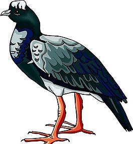 各種鳥類 鳥 動物 矢量素材 EPS格式_0304