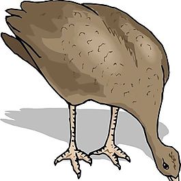 各種鳥類 鳥 動物 矢量素材 EPS格式_0186