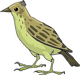各種鳥類 鳥 動物 矢量素材 EPS格式_0169