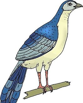 各種鳥(niǎo)類 鳥(niǎo) 動(dòng)物 矢量素材 EPS格式_0162