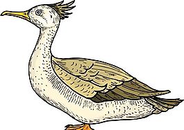 各種鳥類 鳥 動(dòng)物 矢量素材 EPS格式_0161