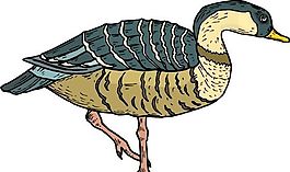 各種鳥(niǎo)類(lèi) 鳥(niǎo) 動(dòng)物 矢量素材 EPS格式_0158
