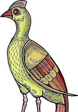 各種鳥(niǎo)類(lèi) 鳥(niǎo) 動(dòng)物 矢量素材 EPS格式_0154