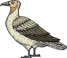 各種鳥(niǎo)類 鳥(niǎo) 動(dòng)物 矢量素材 EPS格式_0093