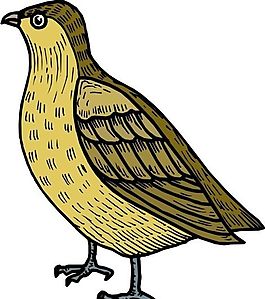 各種鳥(niǎo)類 鳥(niǎo) 動(dòng)物 矢量素材 EPS格式_0090
