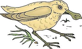 各種鳥類 鳥 動物 矢量素材 EPS格式_0087