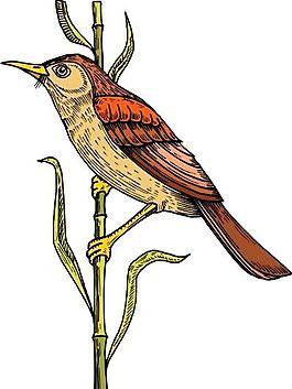 各種鳥類 鳥 動物 矢量素材 EPS格式_0084
