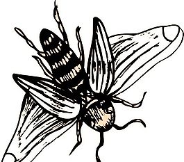蜜蜂 矢量素材 EPS格式_0014
