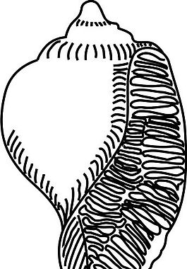 貝殼 水生動物 矢量素材 EPS格式_0012