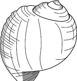 貝殼 水生動物 矢量素材 EPS格式_0005