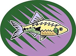 五彩小魚(yú) 水生動(dòng)物 矢量素材 EPS格式_0529