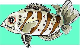 五彩小魚 水生動(dòng)物 矢量素材 EPS格式_0407