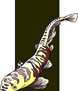 五彩小魚 水生動物 矢量素材 EPS格式_0406