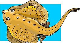 五彩小魚 水生動物 矢量素材 EPS格式_0404