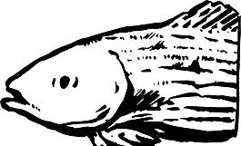 五彩小魚 水生動(dòng)物 矢量素材 EPS格式_0229
