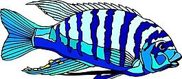 五彩小魚 水生動(dòng)物 矢量素材 EPS格式_0166