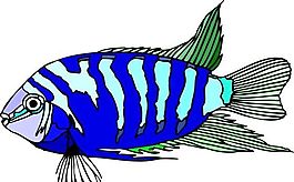 五彩小魚 水生動(dòng)物 矢量素材 EPS格式_0165