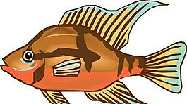 五彩小魚 水生動(dòng)物 矢量素材 EPS格式_0143