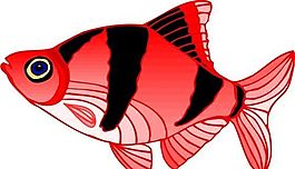 五彩小魚 水生動(dòng)物 矢量素材 EPS格式_0042