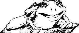 蛙類 兩棲動物 矢量素材 EPS格式_0013