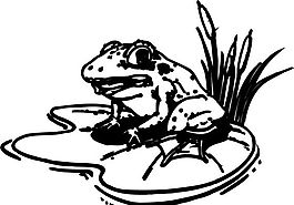 蛙類 兩棲動物 矢量素材 EPS格式_0010