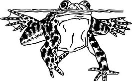 蛙類 兩棲動物 矢量素材 EPS格式_0006