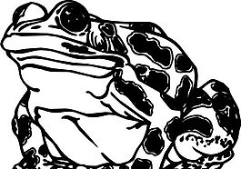 蛙類 兩棲動物 矢量素材 EPS格式_0005