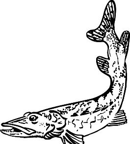 魚 水中動(dòng)物 矢量素材 eps格式_0023