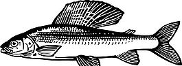 魚 水中動物 矢量素材 eps格式_0020