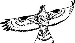 鳥類世界 矢量素材 eps格式_0163