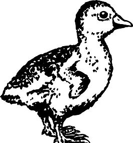 鳥類世界 矢量素材 eps格式_0056